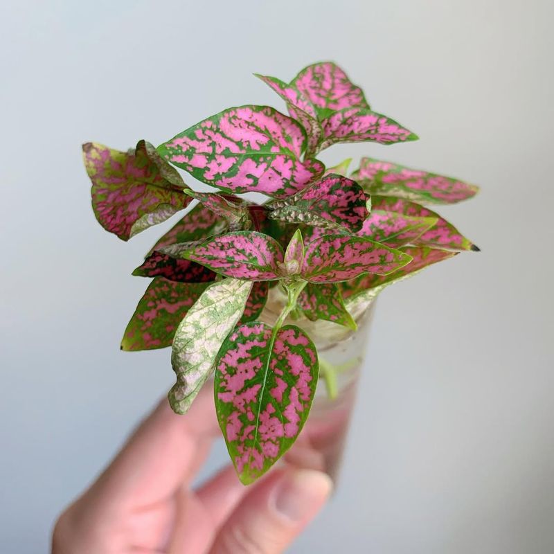 Pink Polka Dot Plant