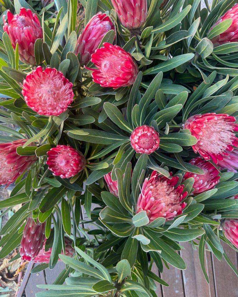 Pink Ice Plant