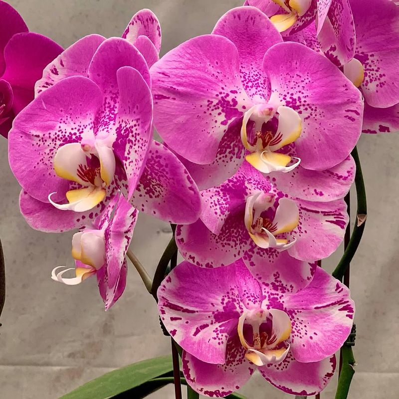 Pink Orchid