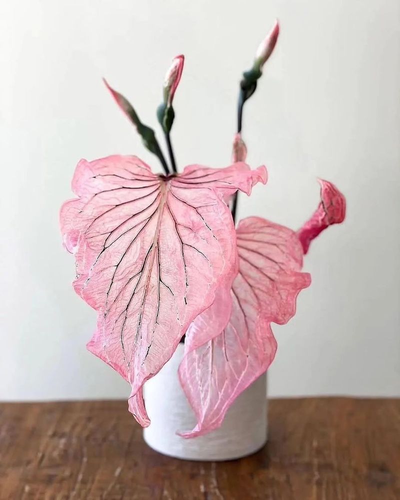 Caladium 'Pink Symphony'