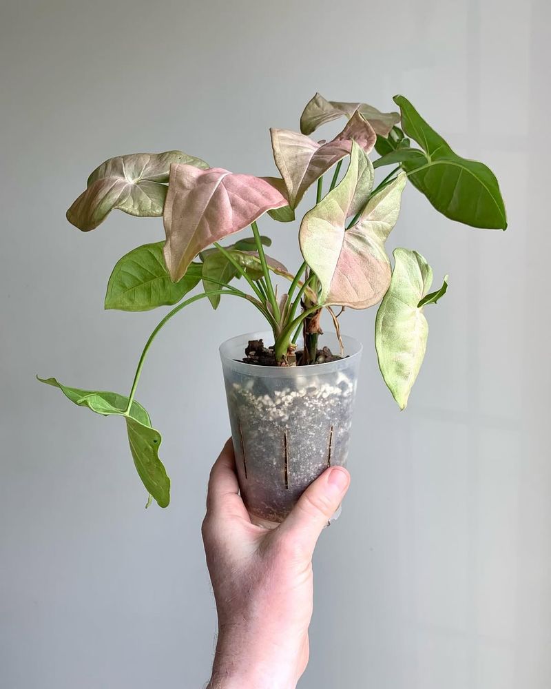 Pink Syngonium