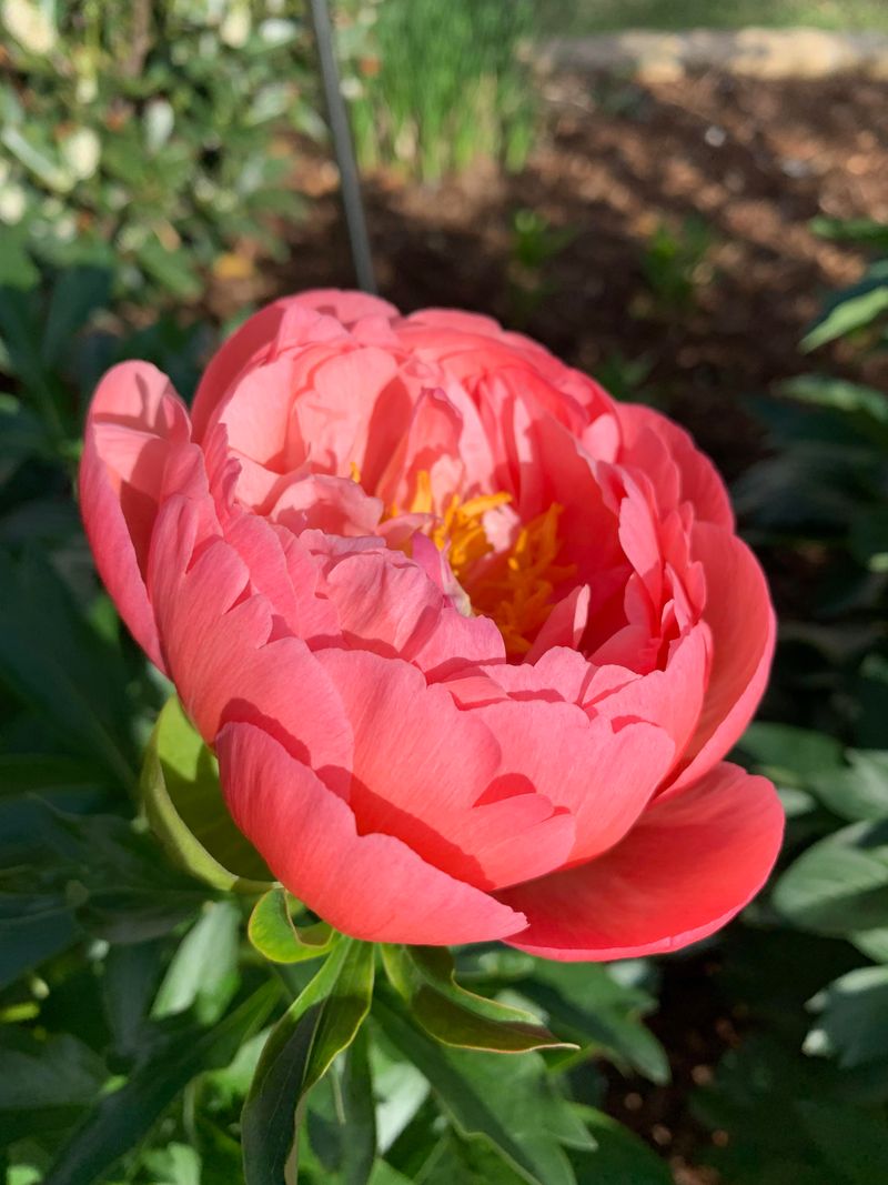 Coral Peonies