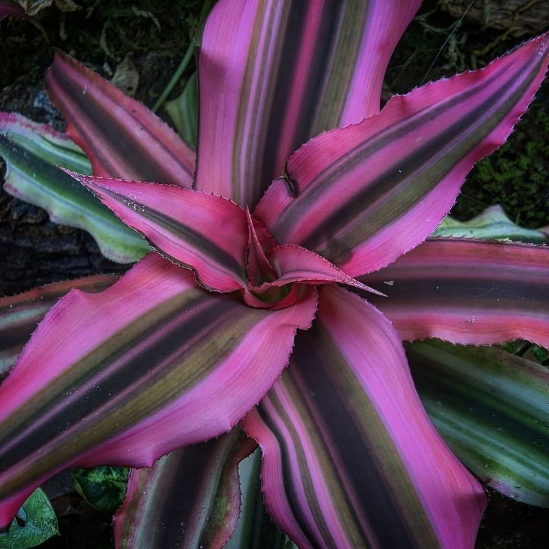 Bromeliad 'Pink Star'