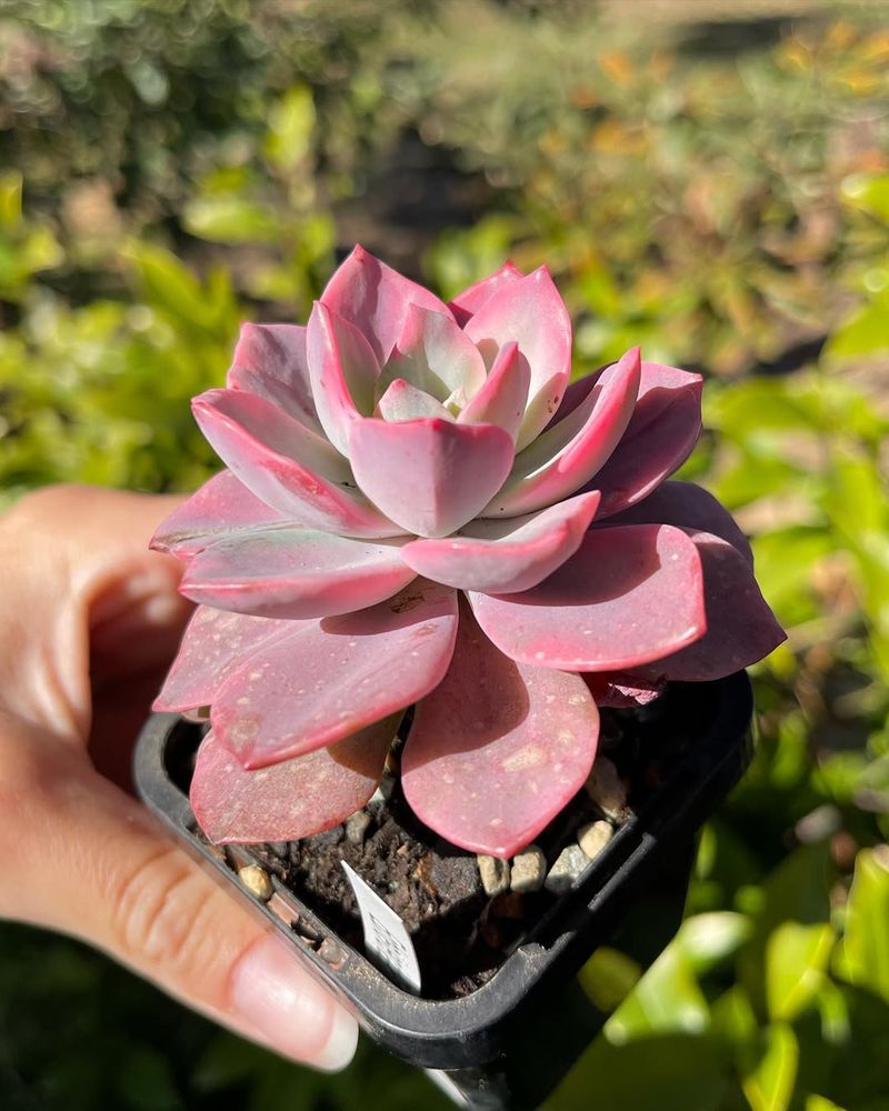 Pink Echeveria