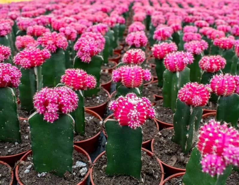 Pink Moon Cactus