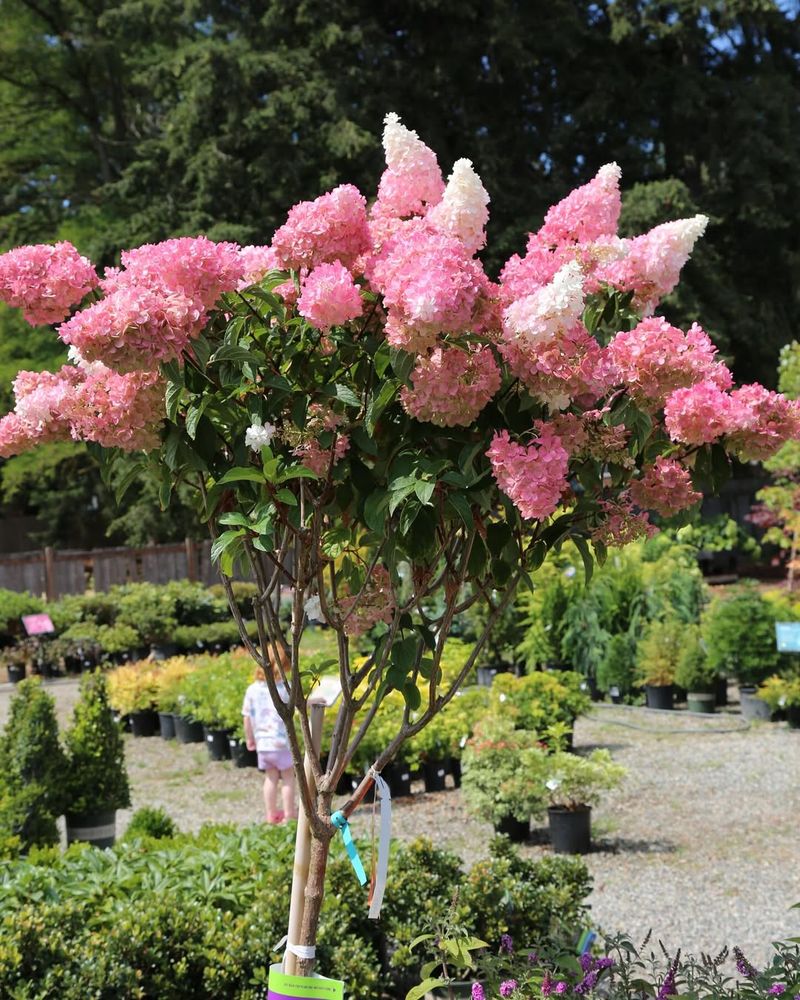 Vanilla Strawberry Hydrangea