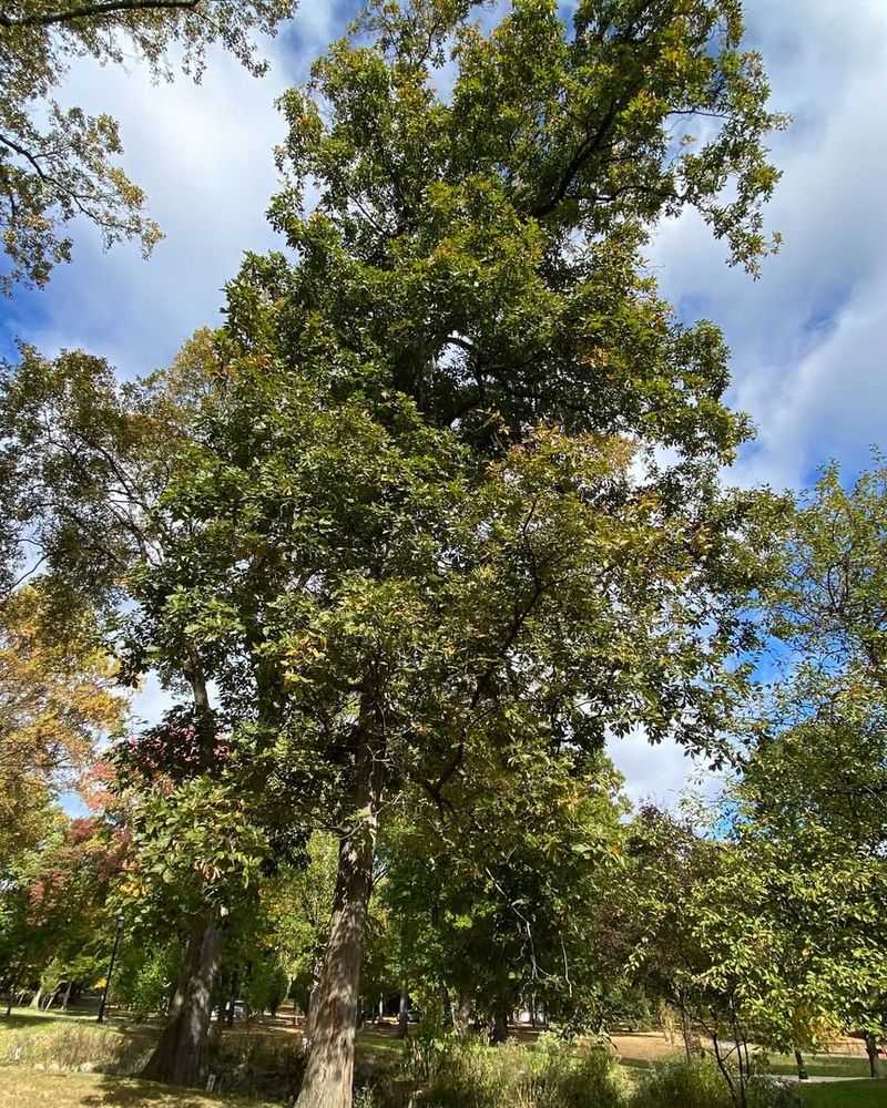 Shagbark Hickory (Carya Ovata)