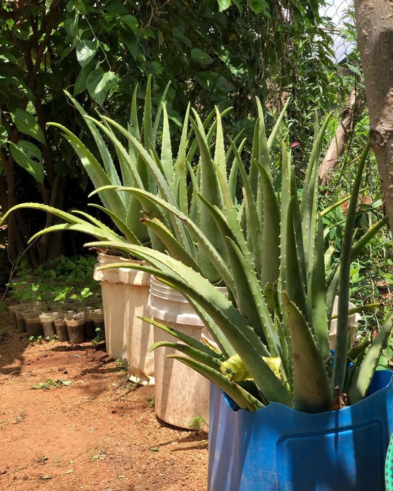 Aloe Vera