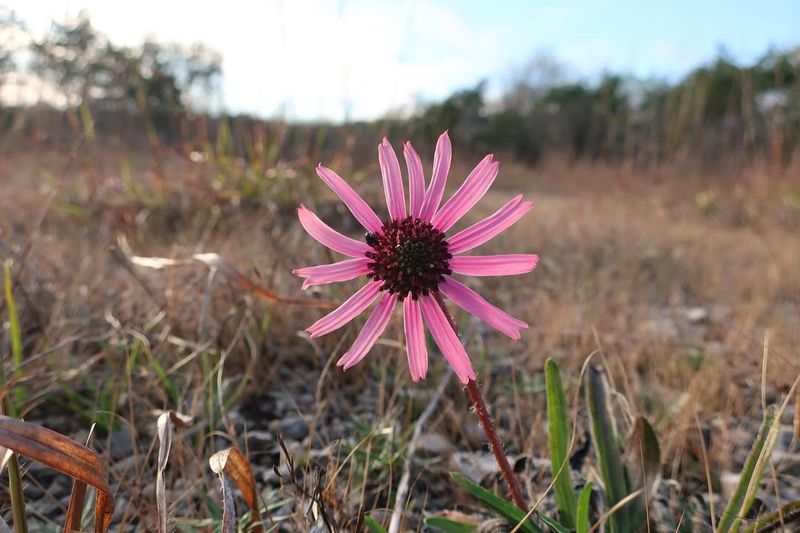 Tennessee Coneflower