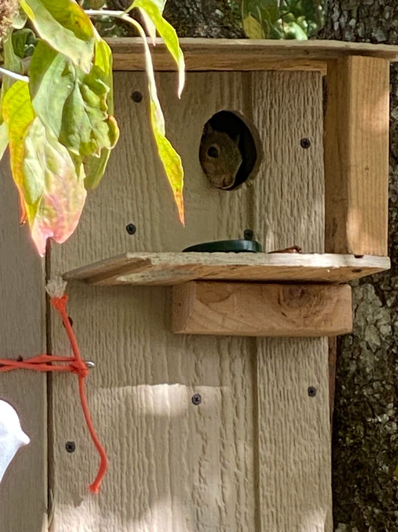 Install A Predator Guard On The Birdhouse