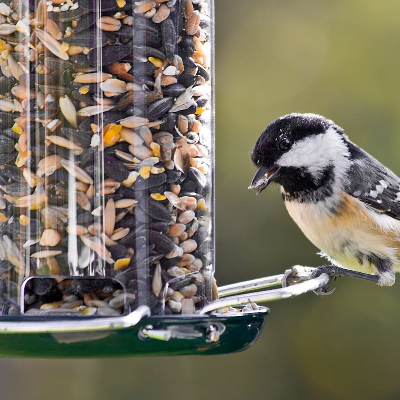 Make sure to clean feeders regularly