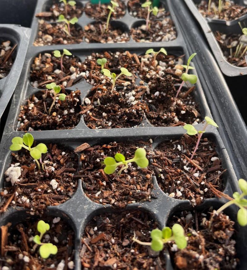 Start Seedlings Indoors