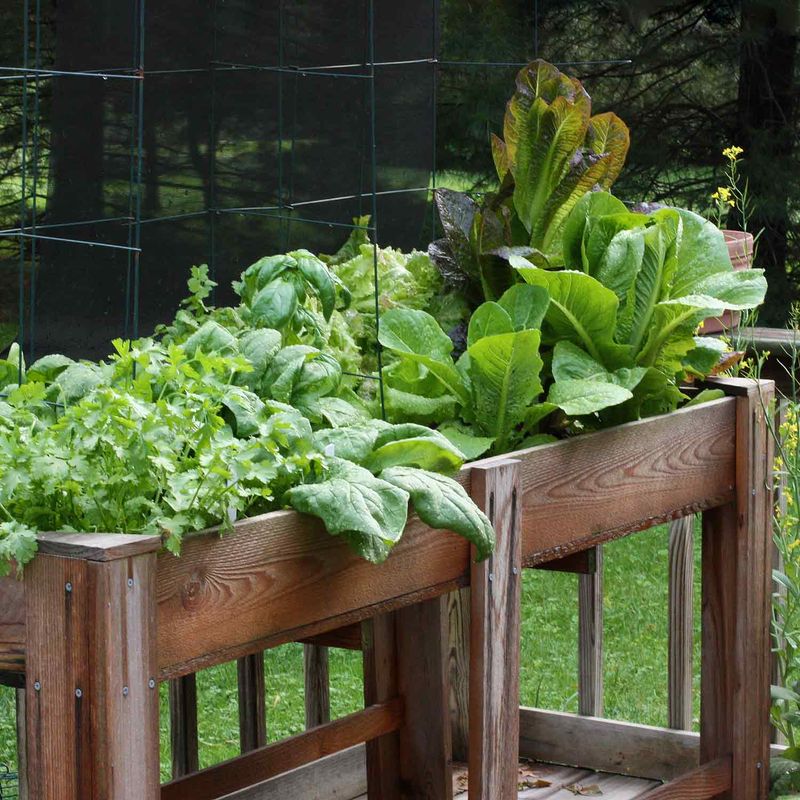 Keep Vegetables at Appropriate Heights for Sunlight