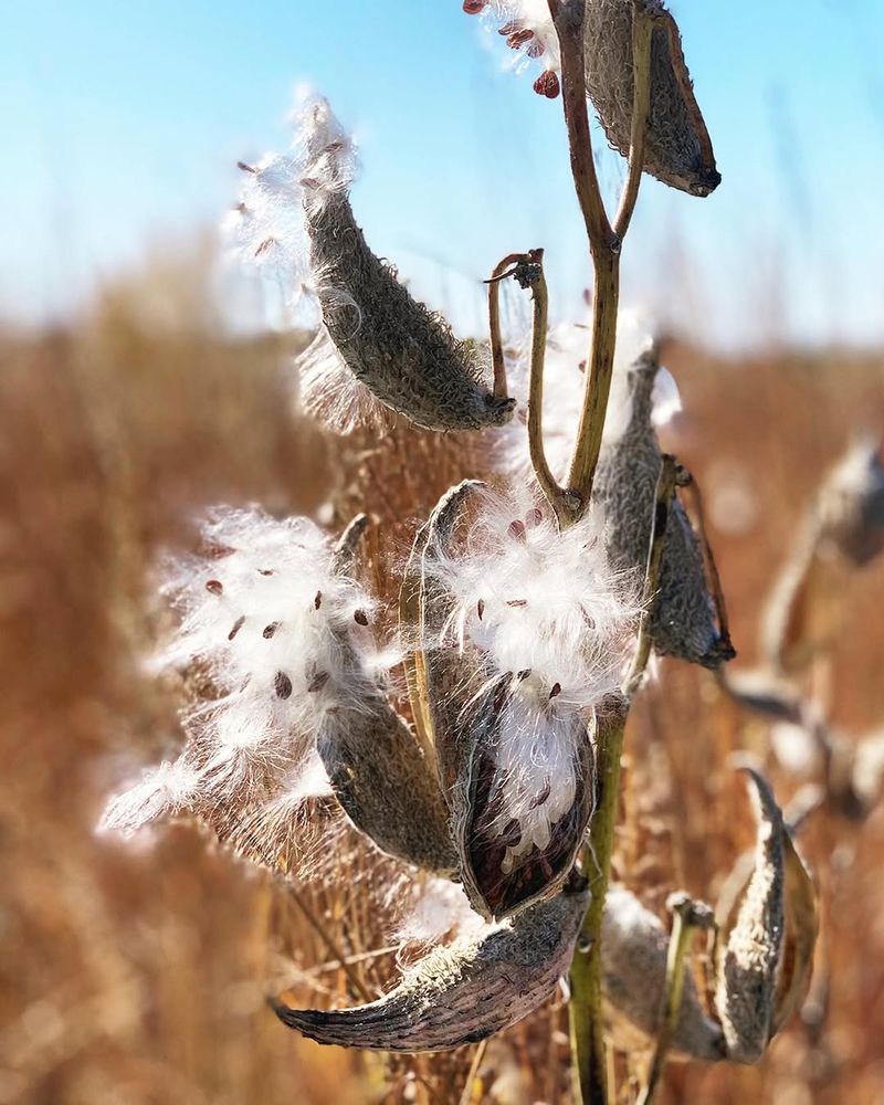 Harvest Seeds for Next Season