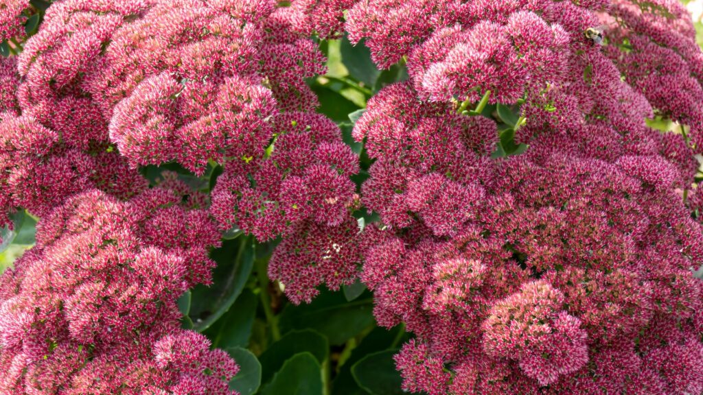 Autumn Joy Sedum