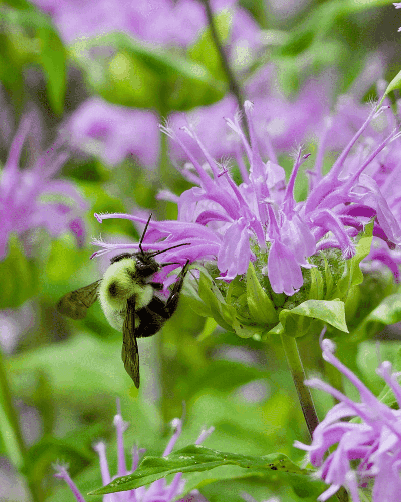 Grow a Variety of Plants for Pollen