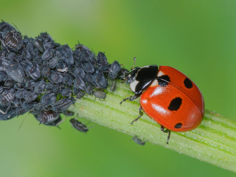 Encourage Beneficial Insects