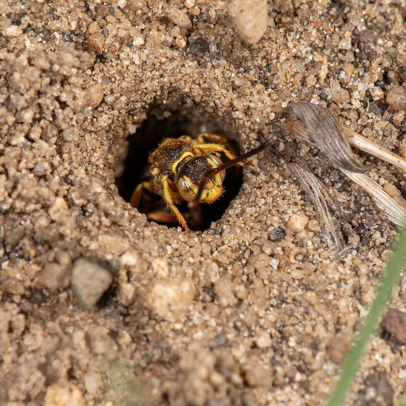 Offer Mud or Clay for Nesting