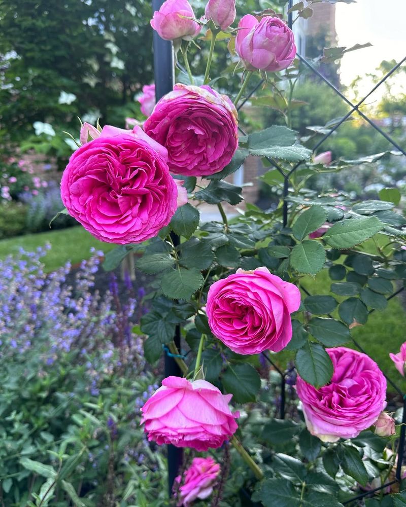 Establish a Climbing Rose