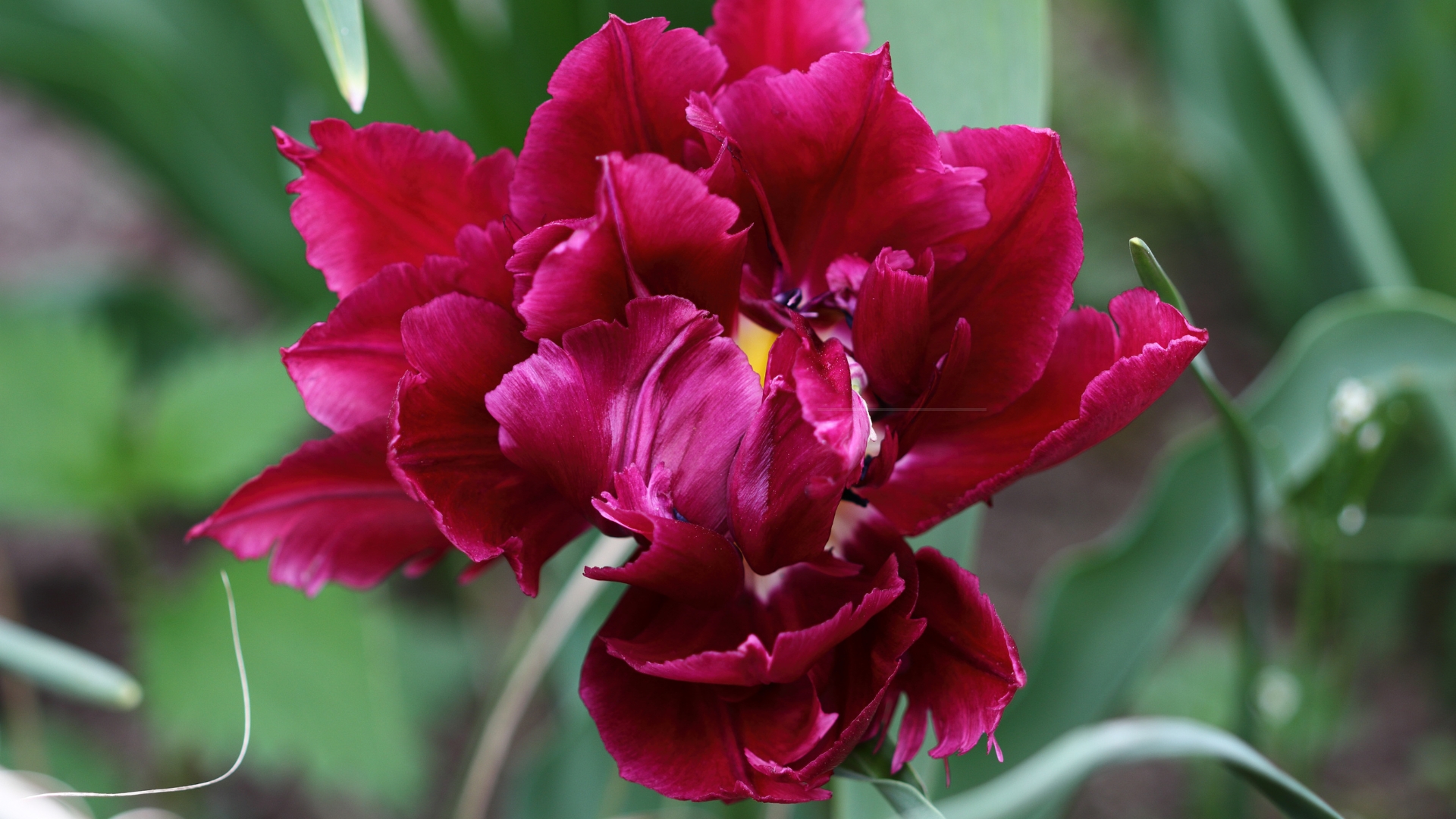 Plant These Unusual Flowers This Spring – 24 Unique Blooms To Make Your Garden Unforgettable