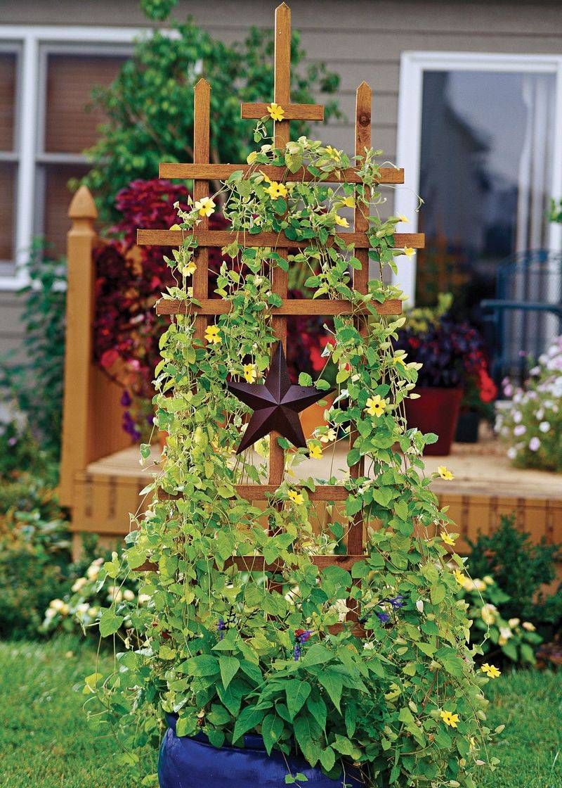 Install a trellis for climbing plants