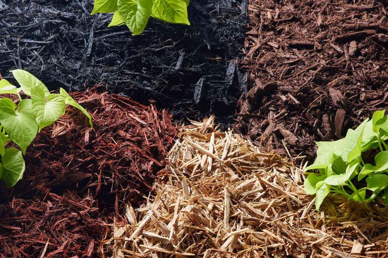 Use colorful mulch in garden beds