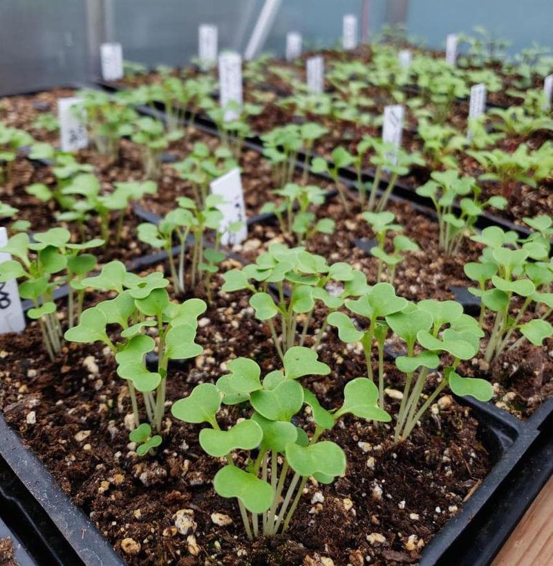 Invest in Quality Seeds and Seedlings