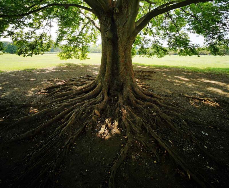 Maintain tree health to reduce hiding spots