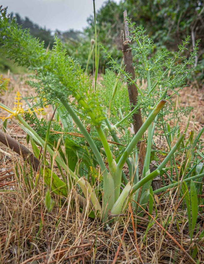 Fennel (Wild Varieties)