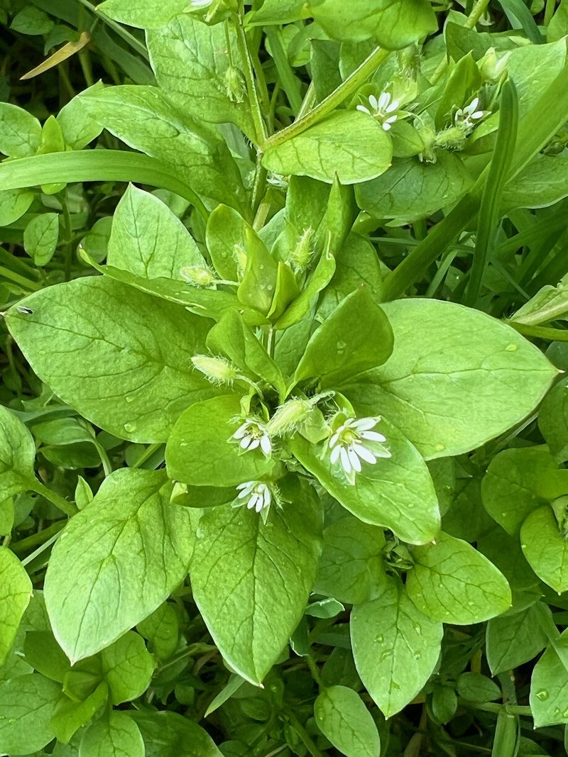 Chickweed (Stellaria media) – The Edible Groundcover