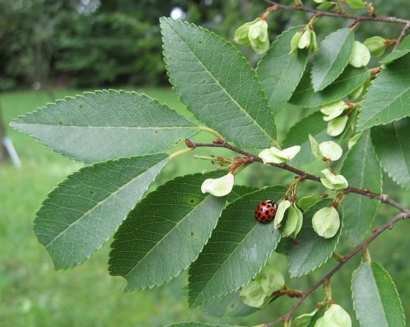 Elm Trees