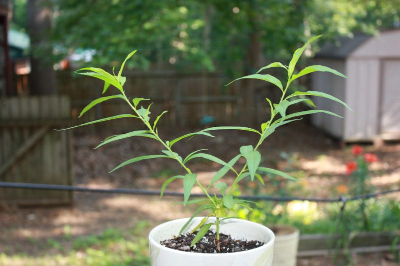 Caring For A Peach Seedling