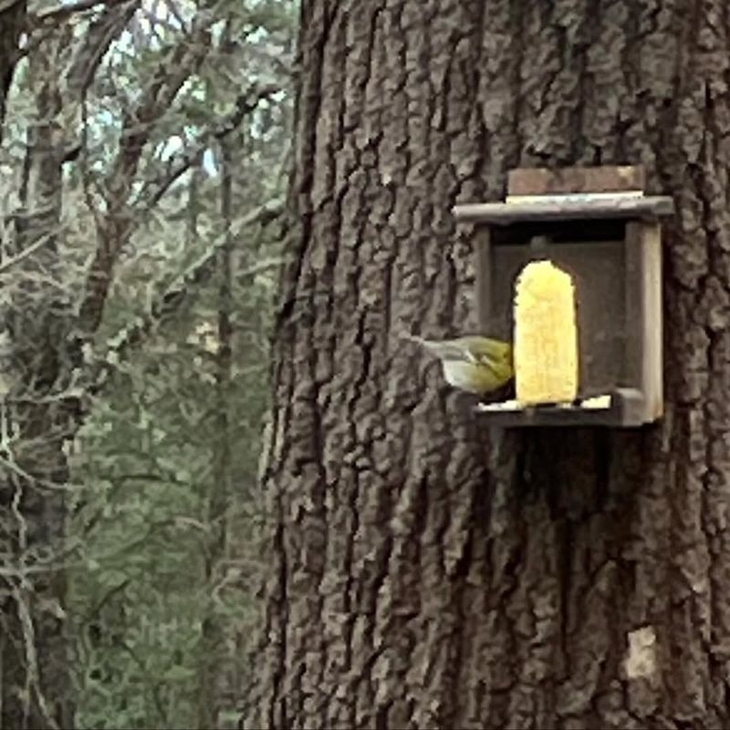 Setting Up Corn Feeders