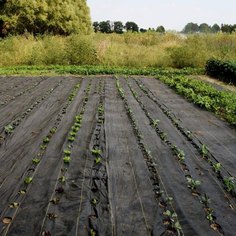 Using a Weed Barrier