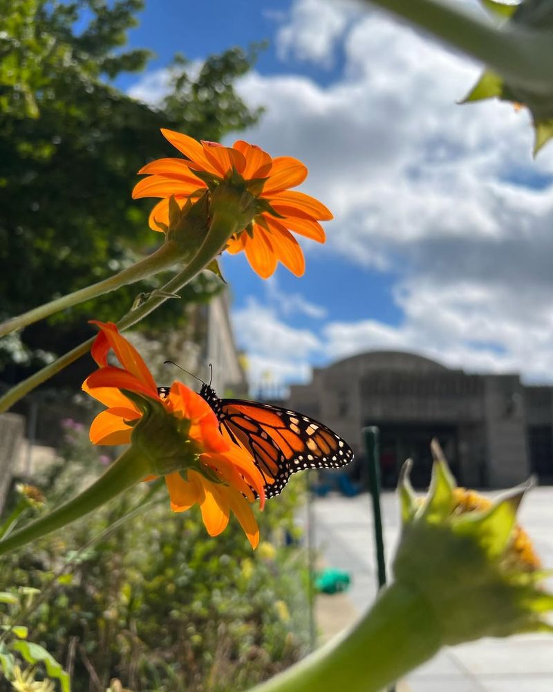 Encouraging Native Insects