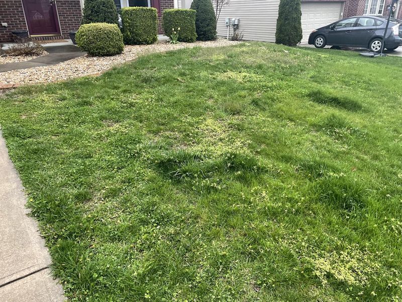 Skipping Regular Lawn Maintenance