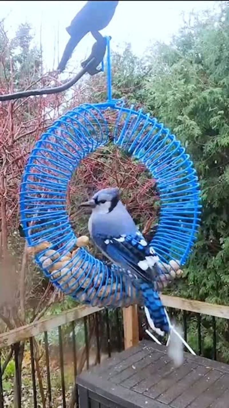 Hanging Peanut Feeders