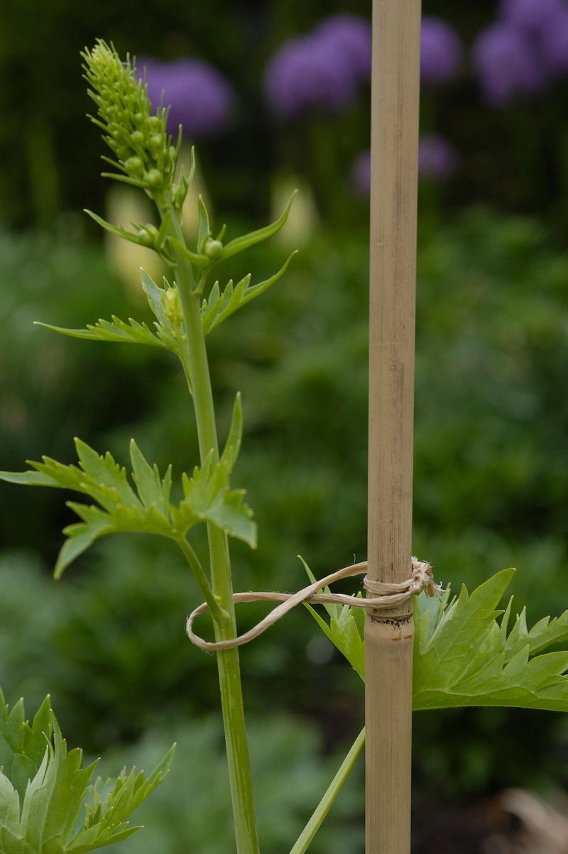 Neglecting to provide support for tall plants