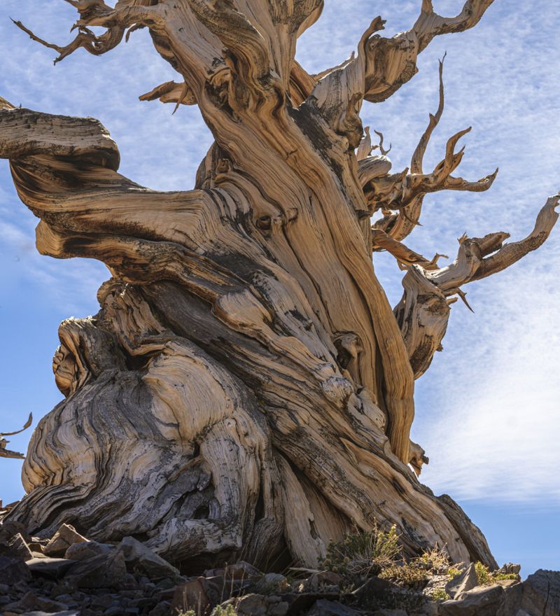 Oldest Living Tree