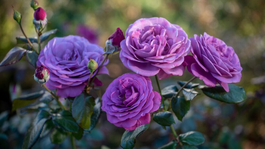 plum perfect rose variety