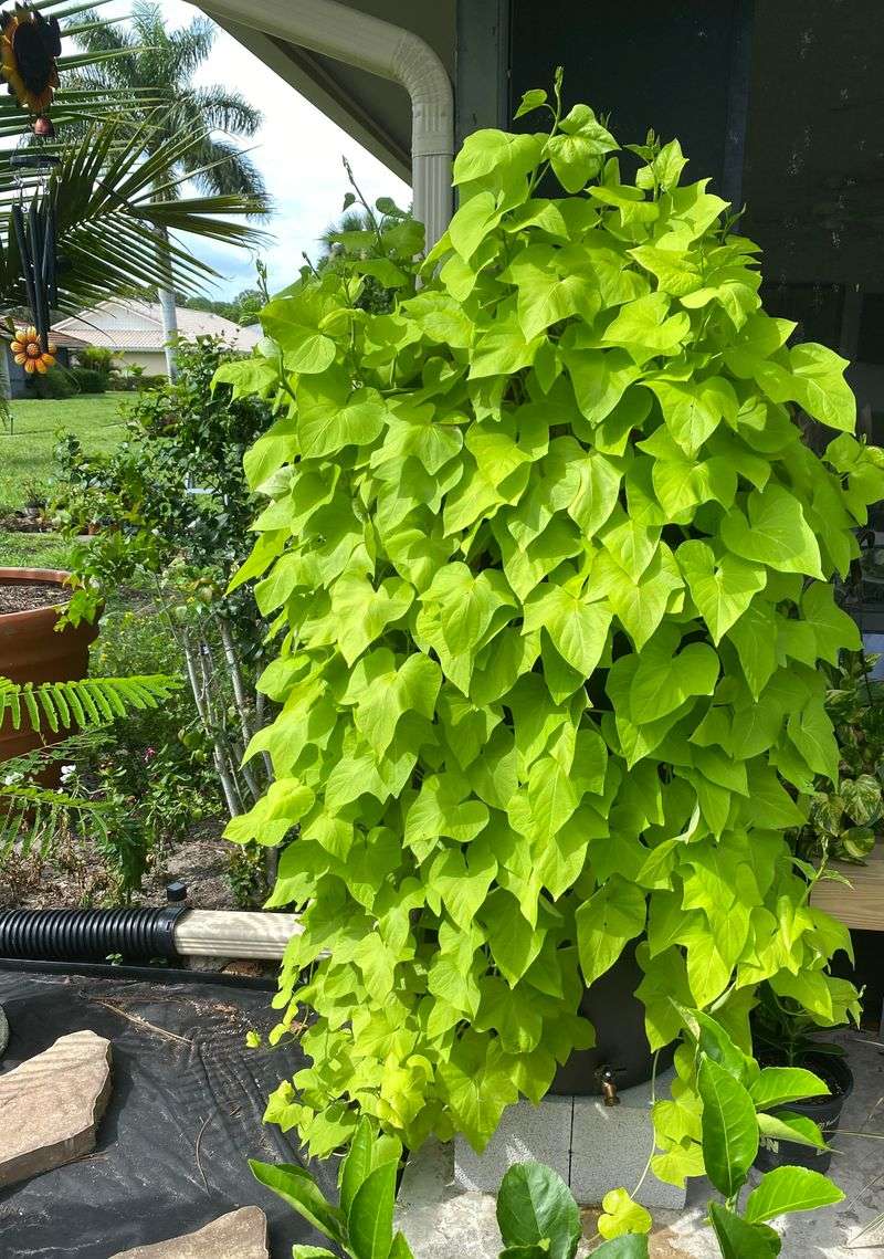 Sweet Potato Vine