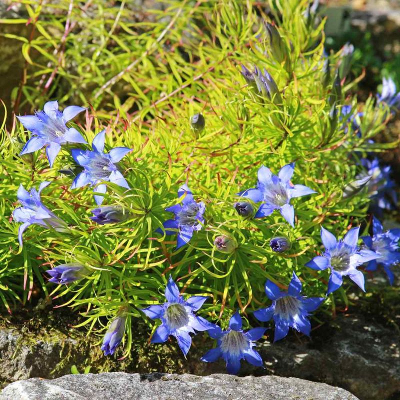 Gentian