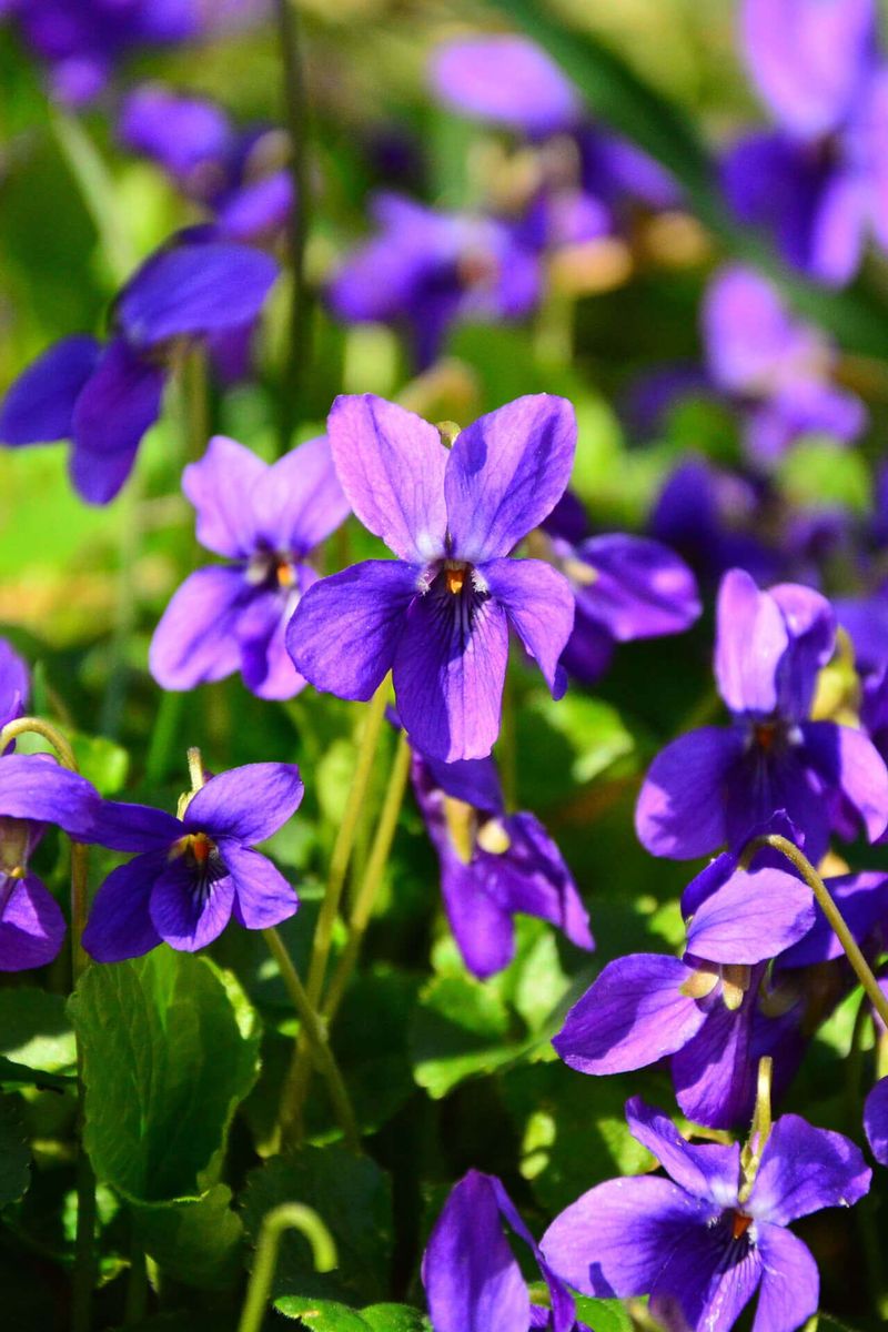 Violets