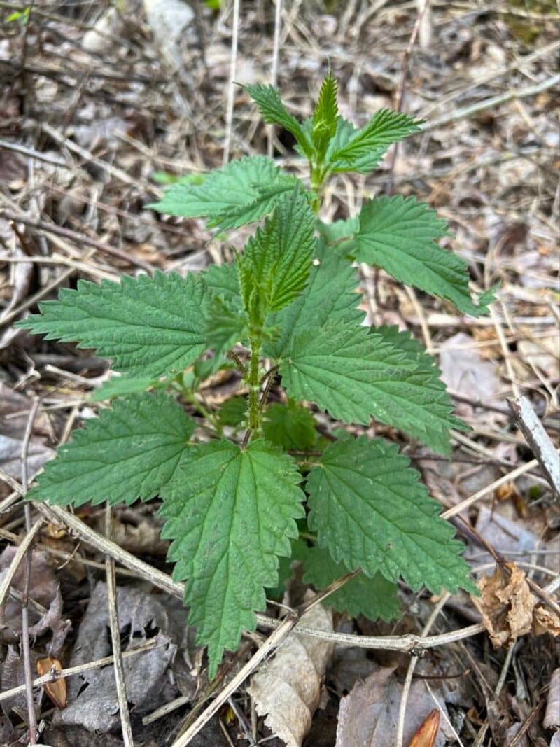 Stinging Nettles