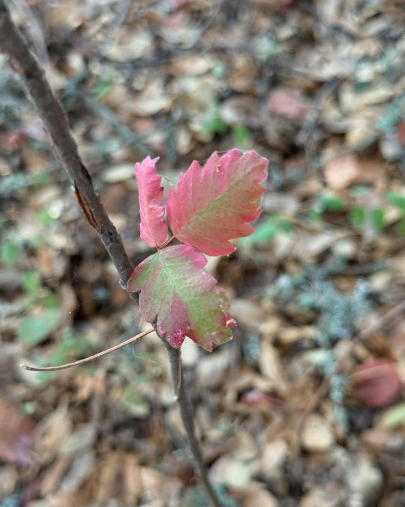 Poison Oak