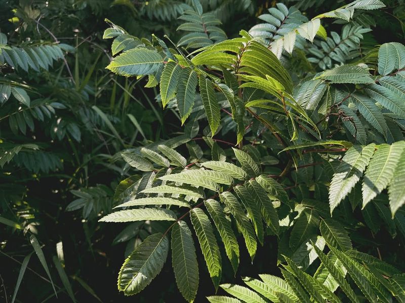 Poison Sumac