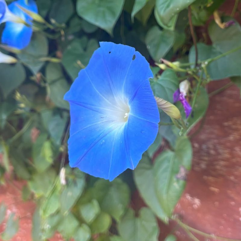 Morning Glories