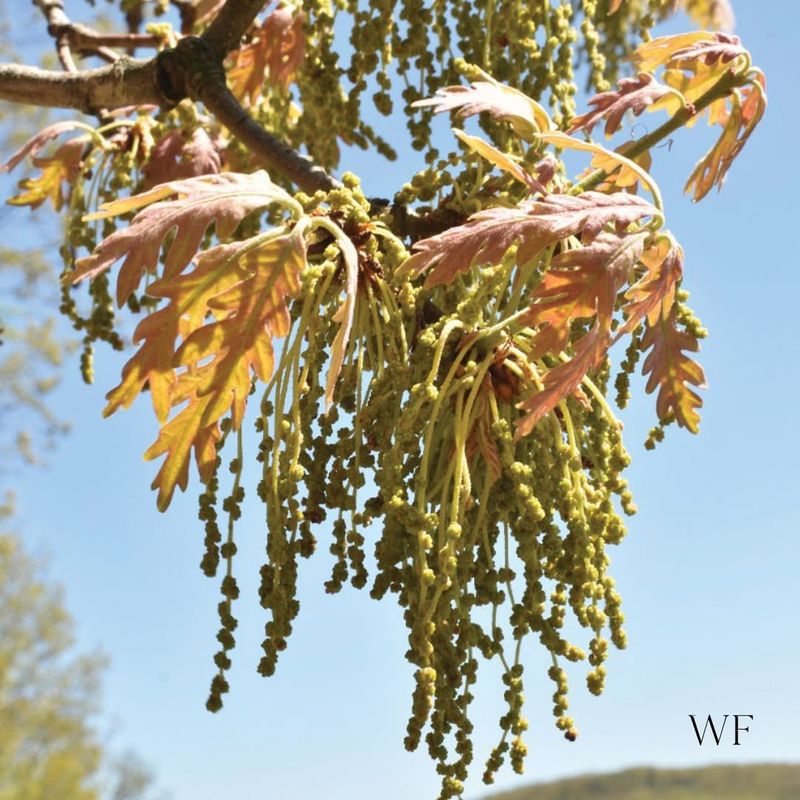 Common High-Pollen Trees