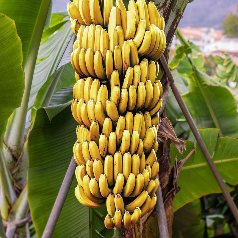 Banana Tree