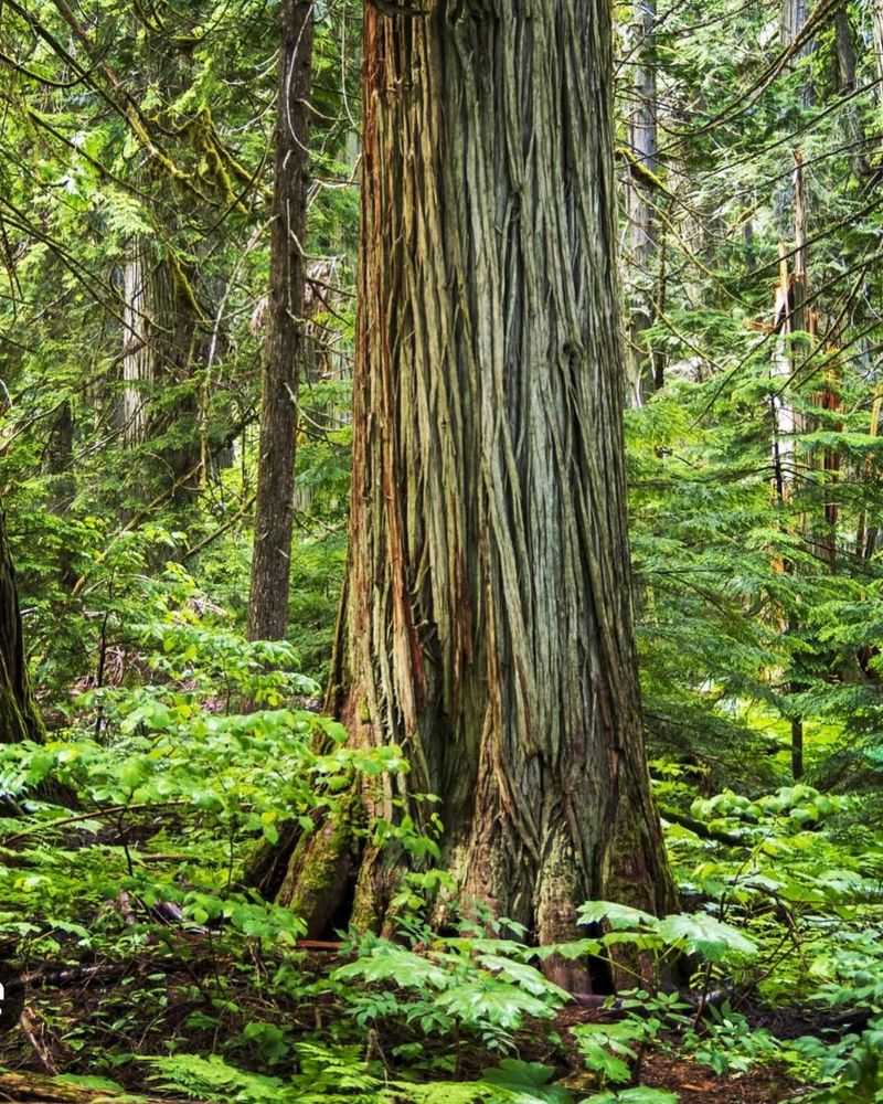 Western Red Cedar